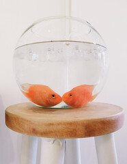 goldfish in a glass bowl