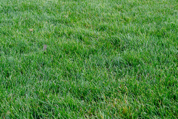 Green grass background, nature texture. soccer lawn, training football pitch, Grass Golf Courses...