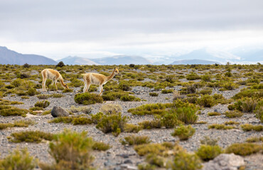Fototapeta na wymiar Vicunas grazing in the remote Argentinian highlands - Traveling and exploring South America