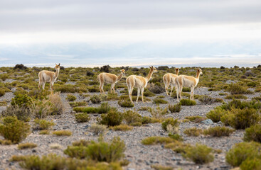 Vicunas grazing in the remote Argentinian highlands - Traveling and exploring South America