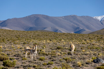 Vicunas grazing in the remote Argentinian highlands - Traveling and exploring South America