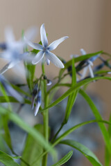 Obraz premium 春の草花