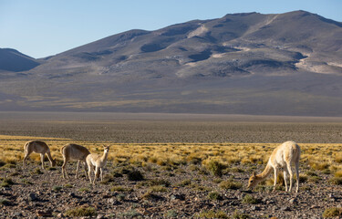 Vicunas in the remote Argentinian highlands - Traveling and exploring South America