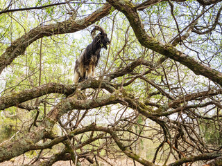 Goat standing on a small branches of a tree high in the air. Self belief and confidence concept. Be brave and push your limits theme. Balance and skill expression by a wild animal in nature setting.