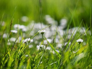 Scene with small white summer flowers in a field. Selective focus. Nature background. Warm season and blossom concept.