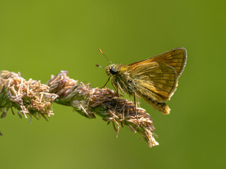 Small Skipper Isolated on a Grass Head