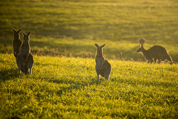 Kangaroo herd at Sunset in Hunter Valley