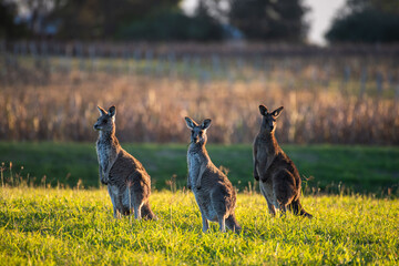 Kangaroo Herd watching the sunset Hunter Valley