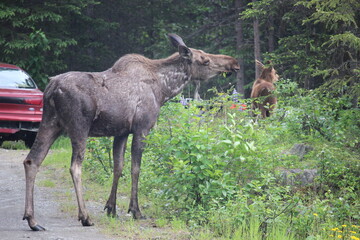 Alaskan Moose