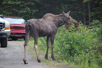 Alaskan Moose