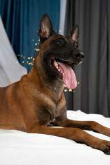 Dog Belgian Shepherd on the bed