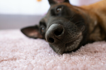 Cute belgian shepherd dog nose on pink background