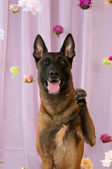 Dog Belgian Shepherd in flowers
