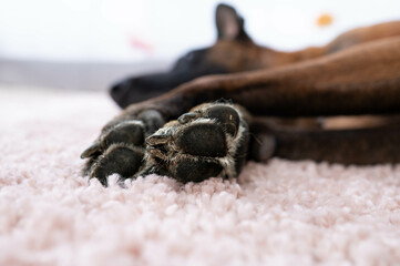 Cute paws of a Belgian Shepherd dog on a pink background