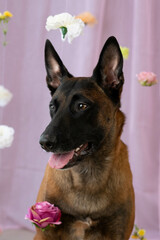 Dog Belgian Shepherd in flowers