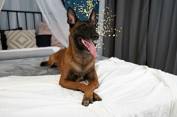 Dog Belgian Shepherd on the bed