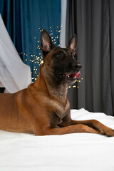 Dog Belgian Shepherd on the bed