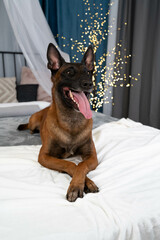 Dog Belgian Shepherd on the bed