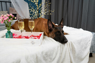 Dog Belgian Shepherd on the bed