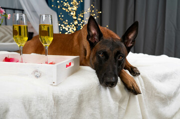 Dog Belgian Shepherd on the bed