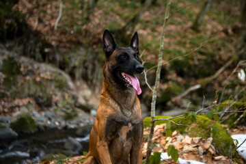 Dog Belgian Shepherd Malinois walks in the forest