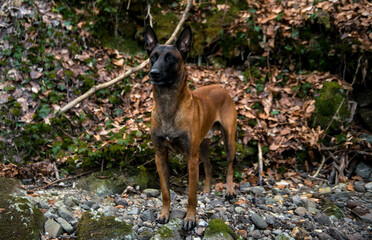 Dog Belgian Shepherd Malinois walks in the forest