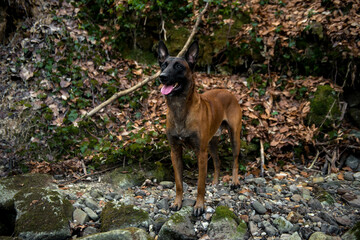 Dog Belgian Shepherd Malinois walks in the forest