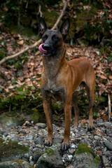 Dog Belgian Shepherd Malinois walks in the forest
