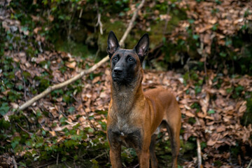 Dog Belgian Shepherd Malinois walks in the forest