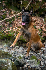 Dog Belgian Shepherd Malinois walks in the forest