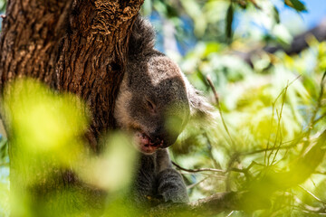Sleeping Koala Portrait Magnetic Island Australia closeup tree