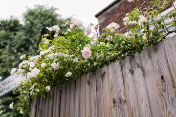 Wooden fence with creamy roses at the top - copy space