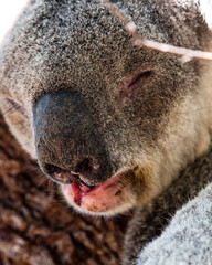 koala bear close up Australia