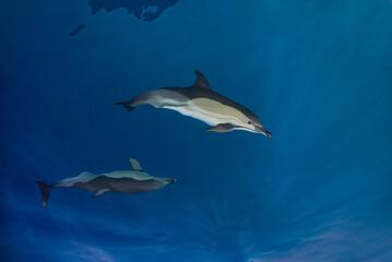 Top view of a couple of common dolphins (Delphinus delphis) in a clear and calm blue ocean.....