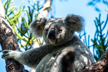 Koala Portrait Magnetic Island Australia