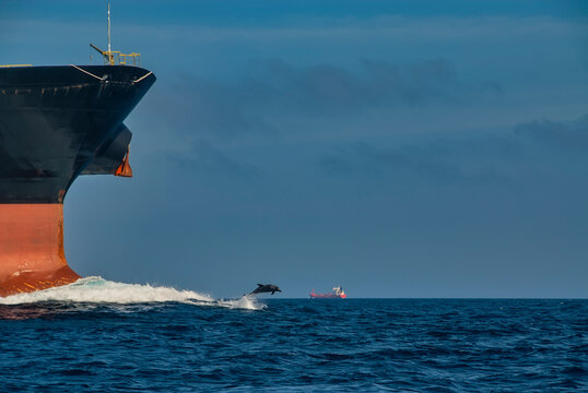 Bottlenose dolphin jumping in the bow of  a big cargo ship playng with the waves the boat made