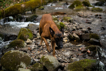 Dog Belgian Shepherd Malinois walks in the forest