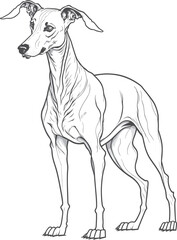 Vector dog outline, Whippet
