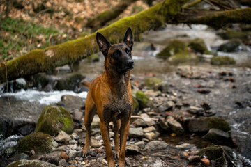 Dog Belgian Shepherd Malinois walking in the forest