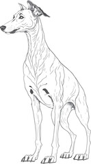 Vector dog outline,  Whippet