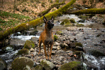 Dog Belgian Shepherd Malinois walks in the forest