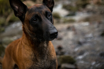 Dog Belgian Shepherd Malinois walks in the forest
