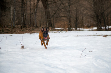 Dog Belgian Shepherd Malinois walks in the forest in winter