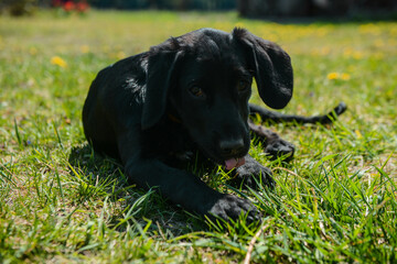 Puppy resting on the lawn