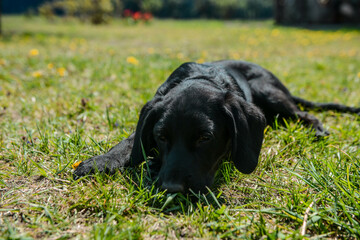 Puppy resting on the lawn