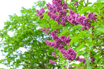 Beautiful violet lilac flowers on spring day