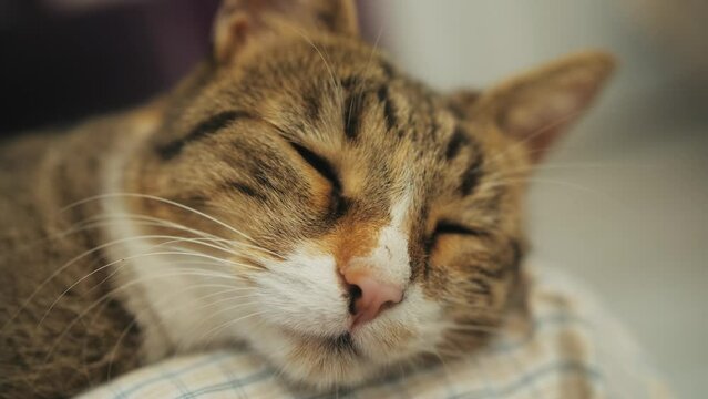 Sleepy muzzle of tabby cat close up of shot.