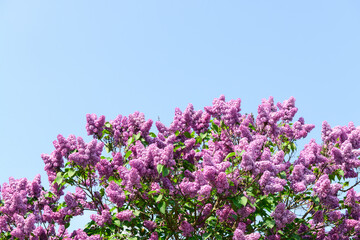 Beautiful violet lilac flowers on blue sky background
