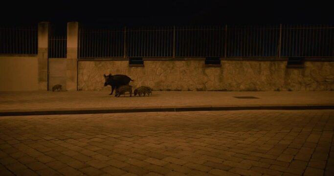 Wild boar or wild pig family walking along the city street at night in Spain. Piglets follow mother down the street lit by a lamp. Danger of wild animals in the city. Breeding season.
