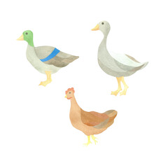 A network of cute isolated domestic birds - chicken, duck and goose. Watercolor illustration highlighted on a white background. A set OF ANIMAL FACES. Suitable for logo design, postcards, cards